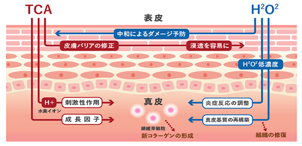 ベルベットスキン